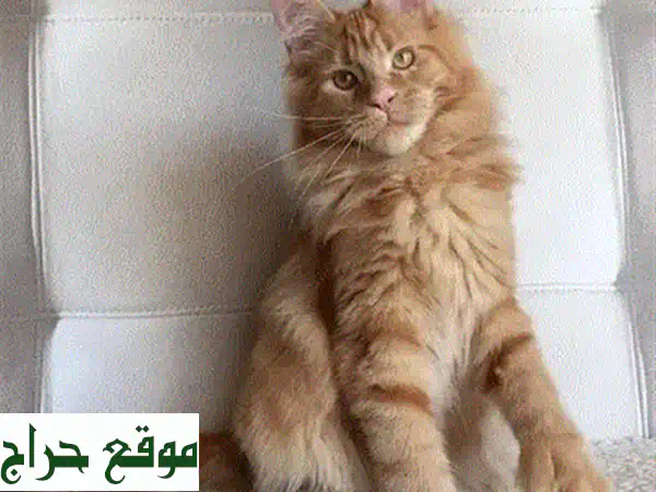 قطط مين كون عالية الجودة - مستوردة من أوكرانيا