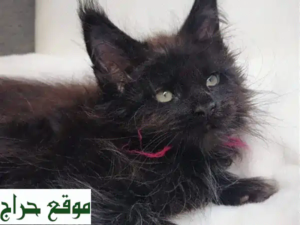 قطط مين كون عالية الجودة - مستوردة من أوكرانيا