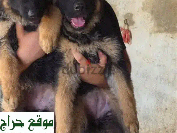 جرو الراعي الألماني الأصيل: رفيقك الجديد ينتظرك!
