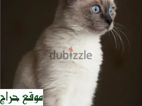 قطط صغيرة للبيع - ذكور وإناث - أسعار تبدأ من 20 دولار فقط! عرض محدود!