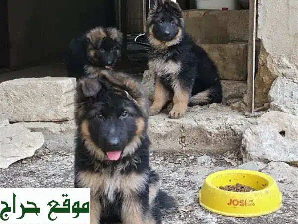 جرو الراعي الألماني الأصيل: رفيقك الجديد ينتظرك!