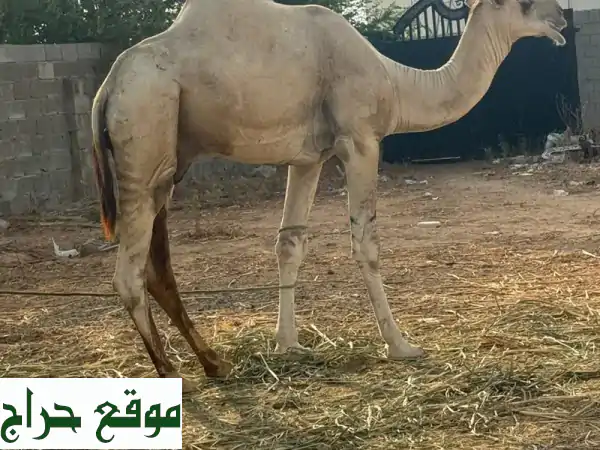 جِمال للبيع في جازان - فرصة ذهبية بسعر مميز!