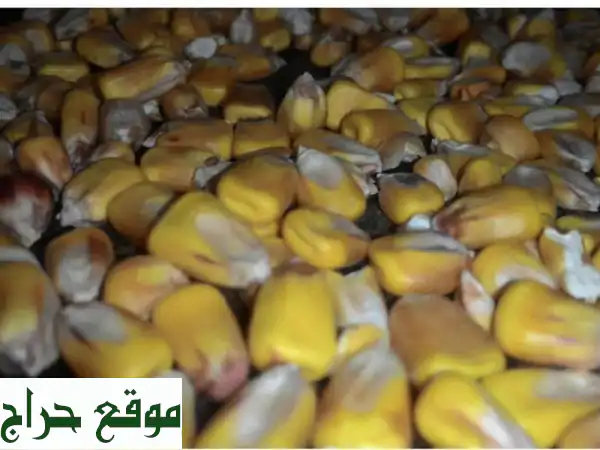 ذرة عالية الجودة للاستخدام الحيواني - 150$ فقط...