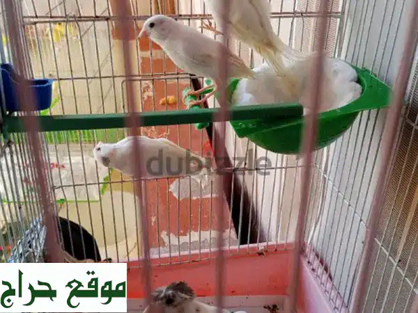 طيور كناري مخاليف وفروخ صحية للبيع - طرابلس الميناء