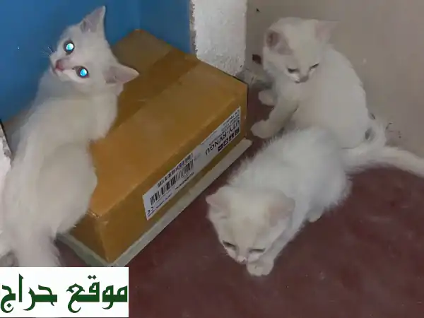 ثلاث قطط رقيقة تبحث عن منزل دافئ ❤️  (للإعتماد فقط!)