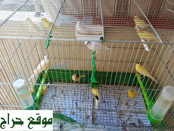 طيور كناري مخاليف وفروخ صحية للبيع - طرابلس الميناء