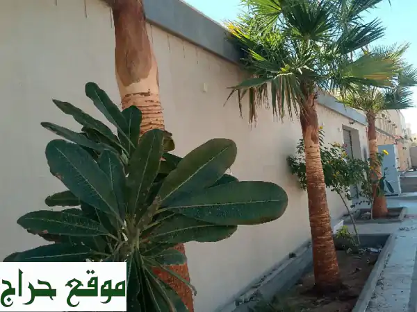 تكريب واشنطواني ونخيل: تنسيق حدائق أحلامك - جمال طبيعي يدوم