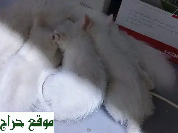 ثلاث قطط رقيقة تبحث عن منزل دافئ ❤️  (للإعتماد فقط!)
