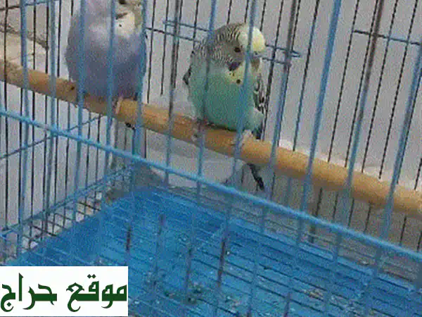 قفص طيور فاخر: منزل مريح لصديقك المجنح 🕊️