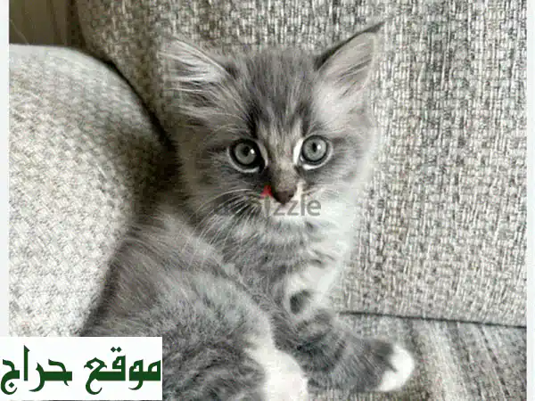 قطط صغيرة للبيع - ذكور وإناث - أسعار تبدأ من 20 دولار...