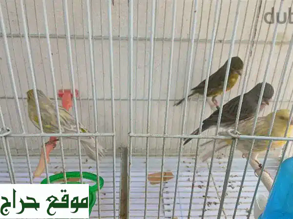 حمام زاجل نقي السلالة - فرصة ذهبية لعشاق الحمام في...