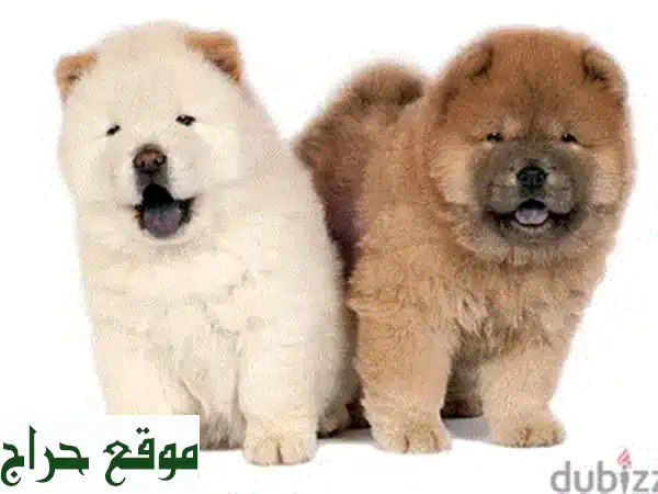 مالطيبو صغير مستورد - رفيقك الصغير اللطيف ينتظرك!