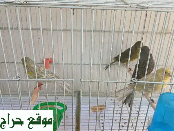 حمام زاجل نقي السلالة - فرصة ذهبية لعشاق الحمام في برج حمود!