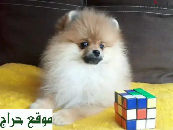 كلب بوميرانيان تي كوب خاص - مستورد ومعقم ومهيأ تماماً!