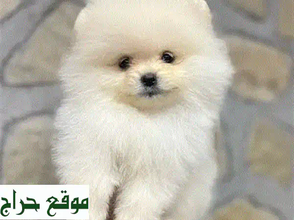 كلب بوميرانيان تي كوب خاص - مستورد ومعقم ومهيأ تماماً!