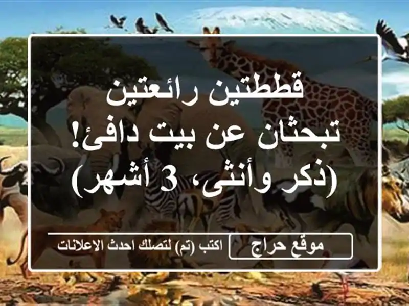قططتين رائعتين تبحثان عن بيت دافئ! (ذكر وأنثى، 3 أشهر)
