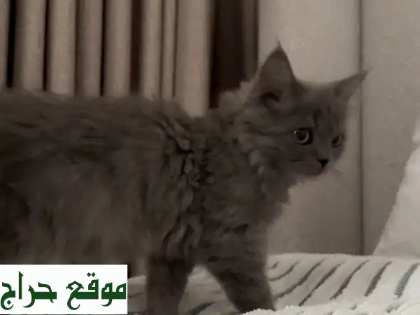 قطة سكوتش لونغ هير رقيقة تبحث عن بيت دافئ ❤️