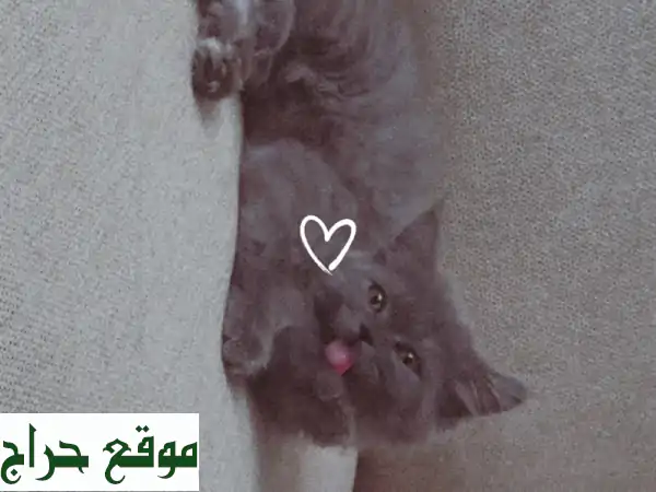 قطة سكوتش لونغ هير رقيقة تبحث عن بيت دافئ ❤️