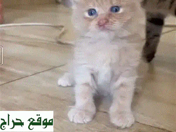 قطة اسكتلندية مطوية (فلد) محصنة - فقط 80 دولارًا!
