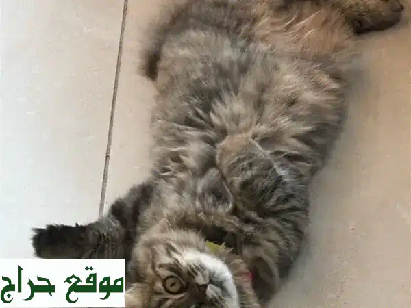 قطة اسكتلندية مطوية (فلد) محصنة - فقط 80 دولارًا!