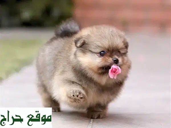 بوميرانين مستوردة، قطط صغيرة وعناية فائقة! (شهرين فقط)