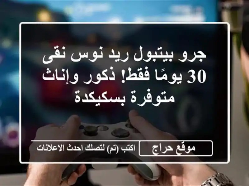 جرو بيتبول ريد نوس نقى - 30 يومًا فقط! ذكور وإناث...