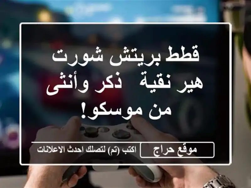 قطط بريتش شورت هير نقية - ذكر وأنثى - من موسكو!