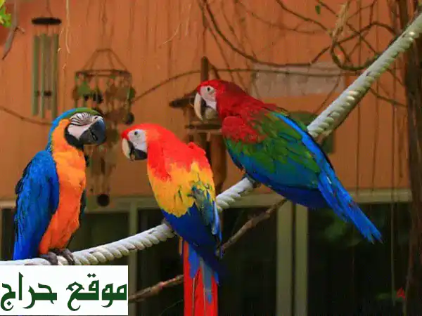 ببغاء ماكاو أزرق وذهبي - طيور جميلة وودودة تبحث...