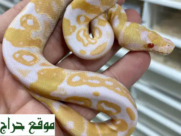 أفاعي البايثون الألبينو: جمالٌ نادرٌ ينتظرك!