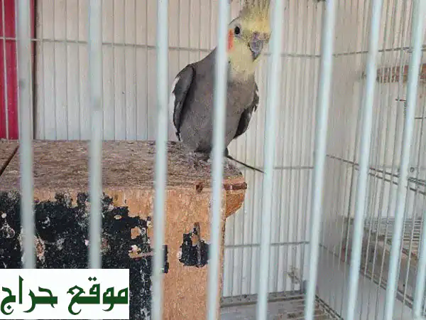 كوكتيل طائر كوكتيل واحد - صحة وسعادة في ريشة واحدة!