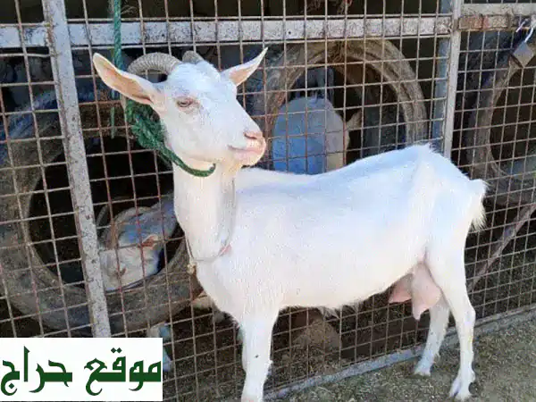 ماعز سويسي أصيل للبيع - فرصة مميزة لعشاق تربية الحيوانات!