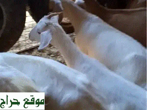 ماعز سويسي أصيل للبيع - فرصة مميزة لعشاق...