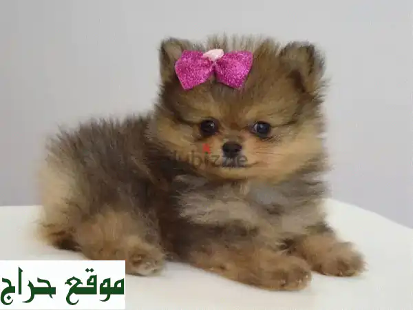 جرو سبيتز بوميرانين صغير - رقيق ولطيف وجاهز لمنزلك!