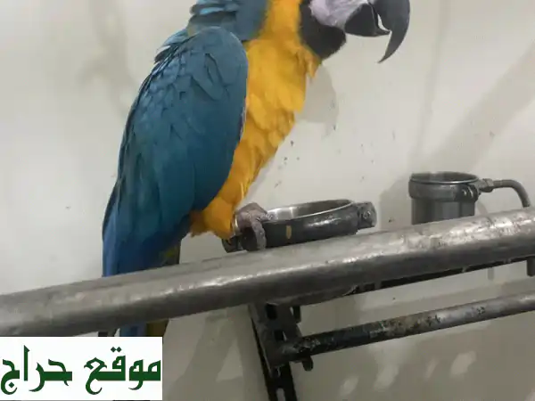ابنة دُهراء (4 سنوات) تبحث عن أهلٍ صالحين...