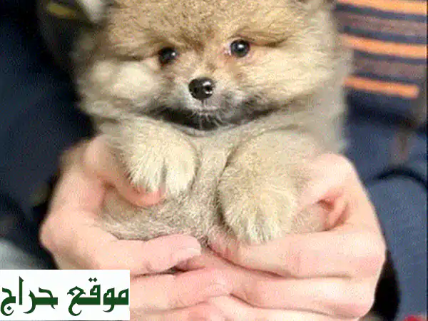 جرو سبيتز بوميرانين صغير - رقيق ولطيف وجاهز لمنزلك!