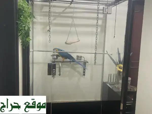 ابنة دُهراء (4 سنوات) تبحث عن أهلٍ صالحين لحمامها الحبيب!
