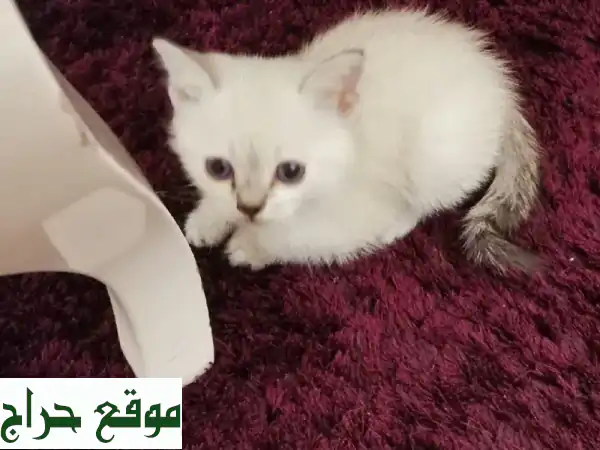 قطط اناث وذكور شيرازي حسب الرغبة العمر شهر ونصف...