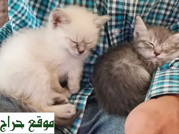 قطط اناث وذكور شيرازي حسب الرغبة العمر شهر ونصف متعلمة على اللتر بوكس بحالة ممتازة مطلوب رسوم 300 ...
