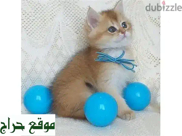 British Shorthair Golden Chinchilla Kitten