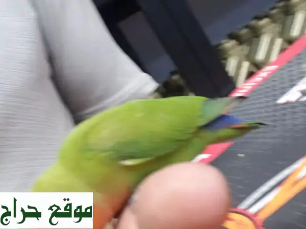 ببغاء روز: صديقك الريشي المرح! ?  (فقط 300 ريال)