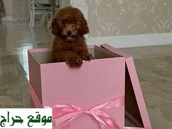 Unique Mini Goldendoodle puppy imported dogu002 F كلاب u002 F DELIVERY available