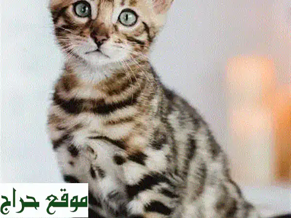 British Shorthair Golden Chinchilla Kitten