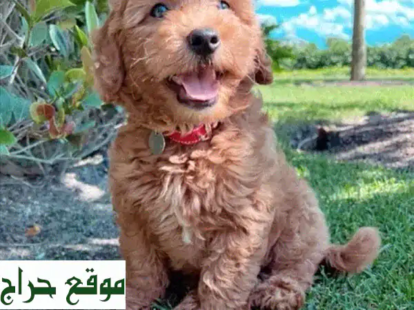 Unique Mini Goldendoodle puppy imported dogu002 F كلاب u002 F DELIVERY available
