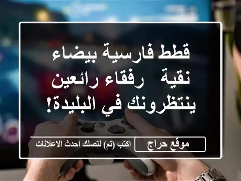 قطط فارسية بيضاء نقية - رفقاء رائعين ينتظرونك...