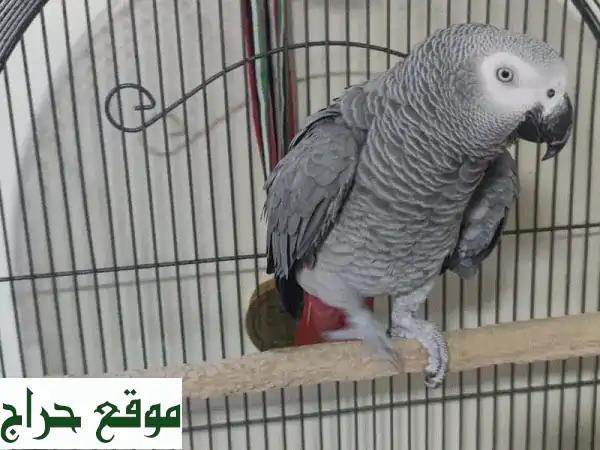ببغاء رمادي أفريقي متكلم - رفيقك الجديد النابض بالحياة!