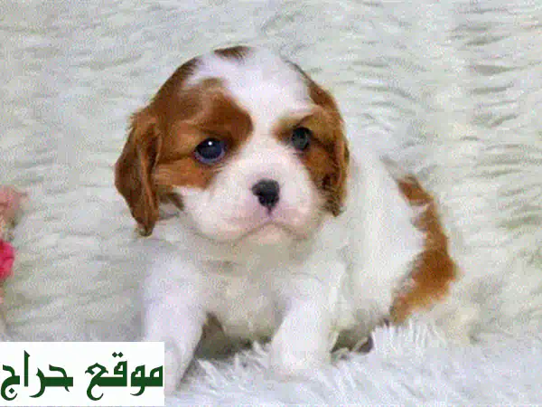 جرو كافاليير كينغ تشارلز الرائع ينتظرك! 🐶🤍🤎