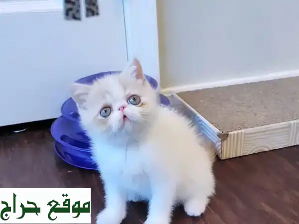 قطط فارسية رقيقة للبيع - أنعم بحنانها!