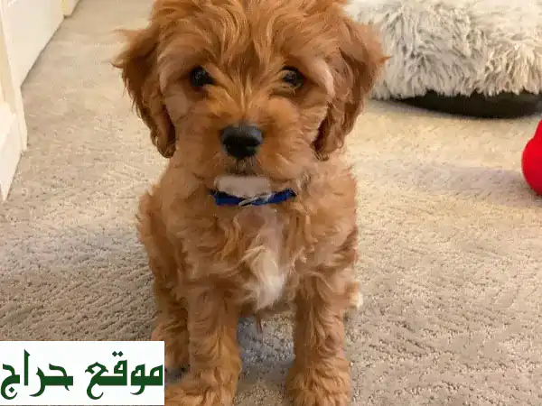 جرو كافابو 😍  أليف وجميل، ينتظر عائلة حنونة!