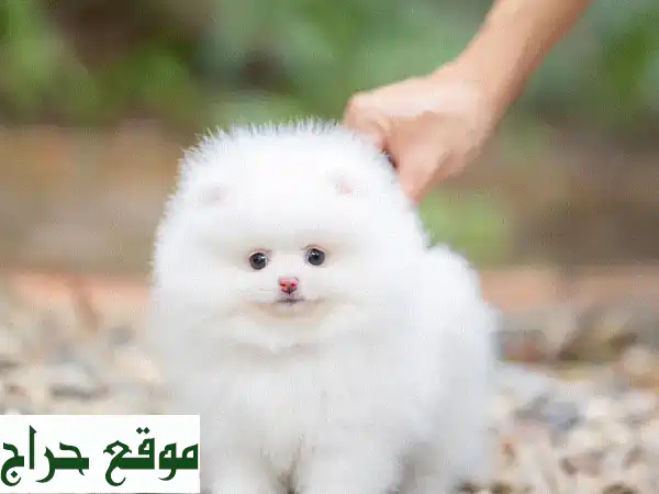 كلب بوميرانين صغير بحجم فنجان الشاي - أنثى...
