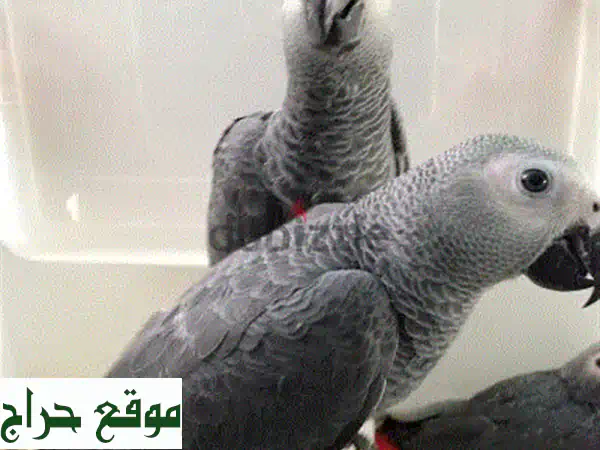 ببغاوات رمادية أفريقية ناطقة - تبني الآن!